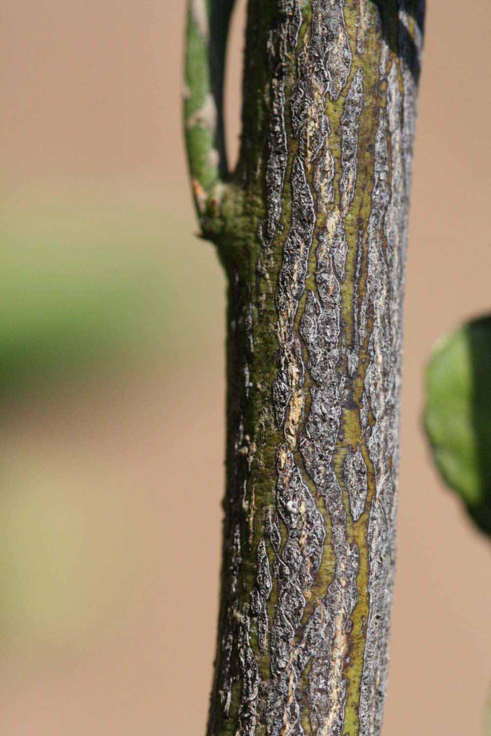              Second - third year twig (Riverside, CA)       